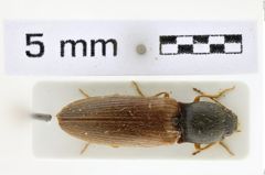 Foto (Dorsalansicht) von Pleurathous rosinae (NHMW-ZOO-COL-0008633)